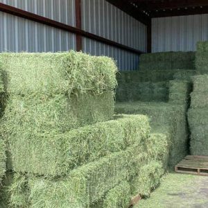 Alfalfa hay bales for sale