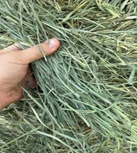 Bermuda hay