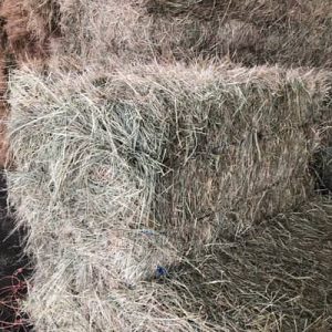 Bermuda hay bales for sale