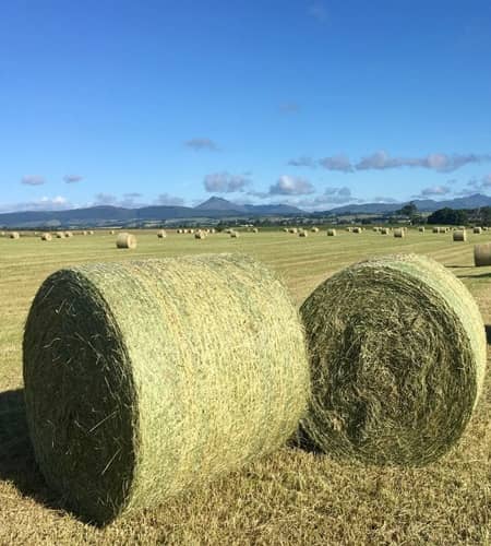 Timothy hay Bales