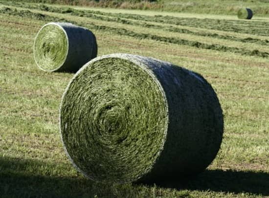 Round hay bales for sale