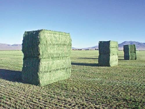 Square hay bales for sale