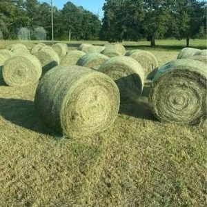 Timothy hay bales for sale