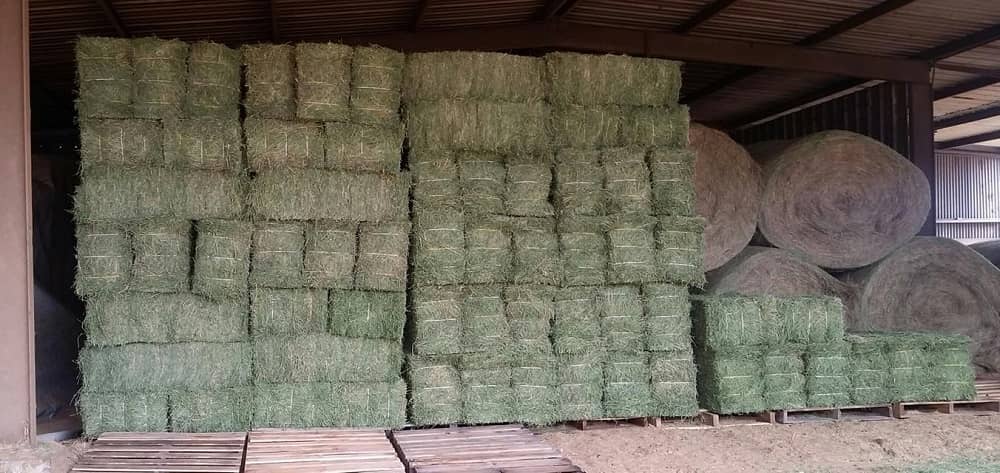 coastal hay for sale locally