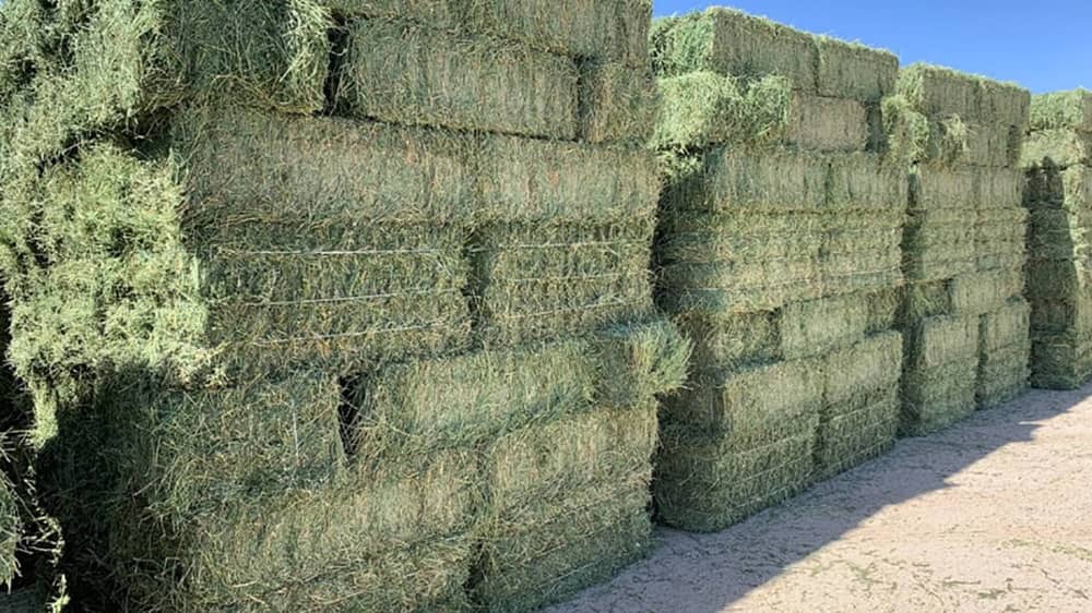 hay price