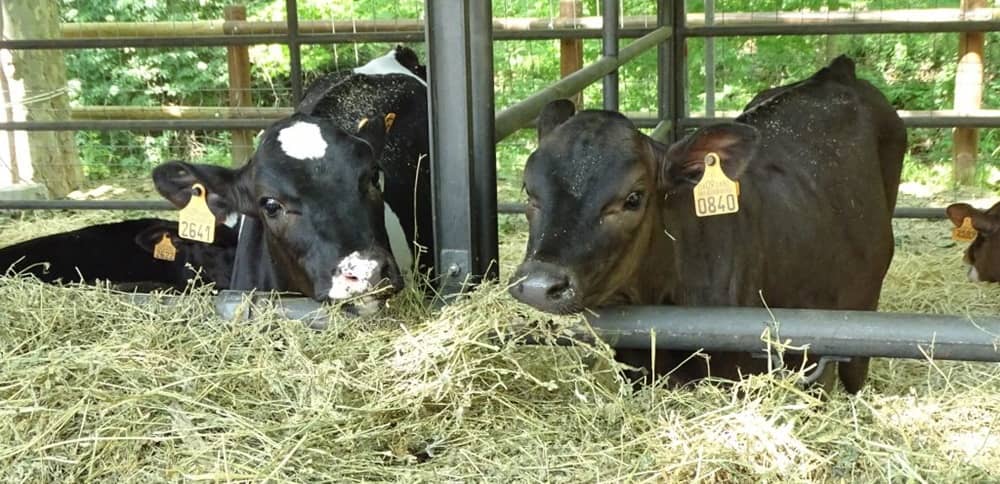 alfalfa hay for cows