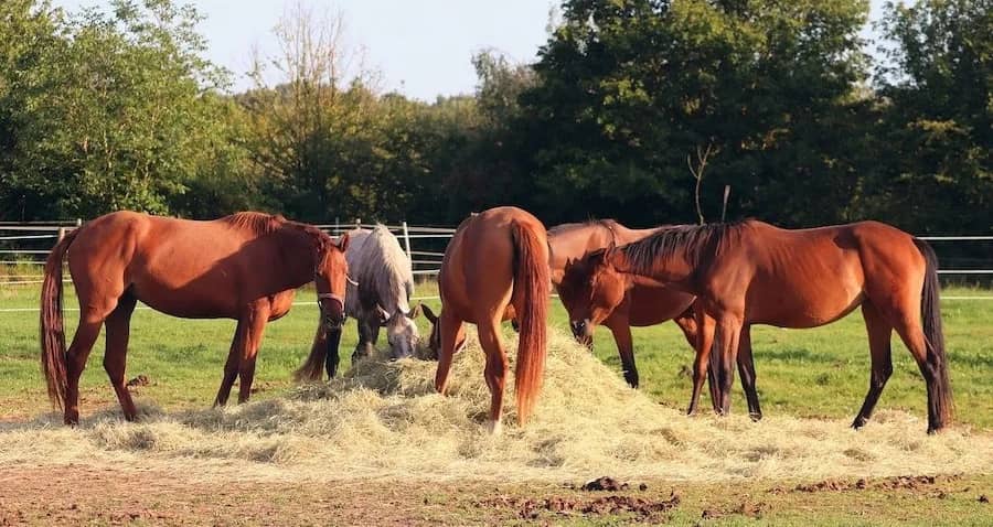 high quality hay for horses