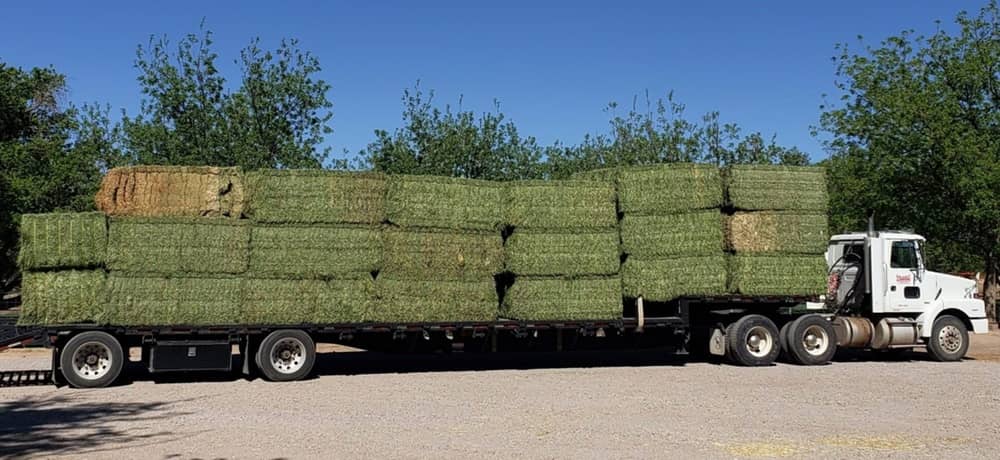 buy alfalfa hay